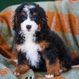 Cupid (socialization program student) - Tri-color male Bernedoodle puppy in Dundee, Ohio from Down Home Doodle