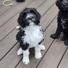 Angel - Black and white female Portuguese Water Dog puppy in Brentwood, New Hampshire from Charly's Angels Portuguese Water Dogs