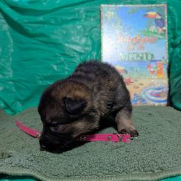 Pink - Sable female German Shepherd puppy in Motley, Minnesota from Von Thomson Haus