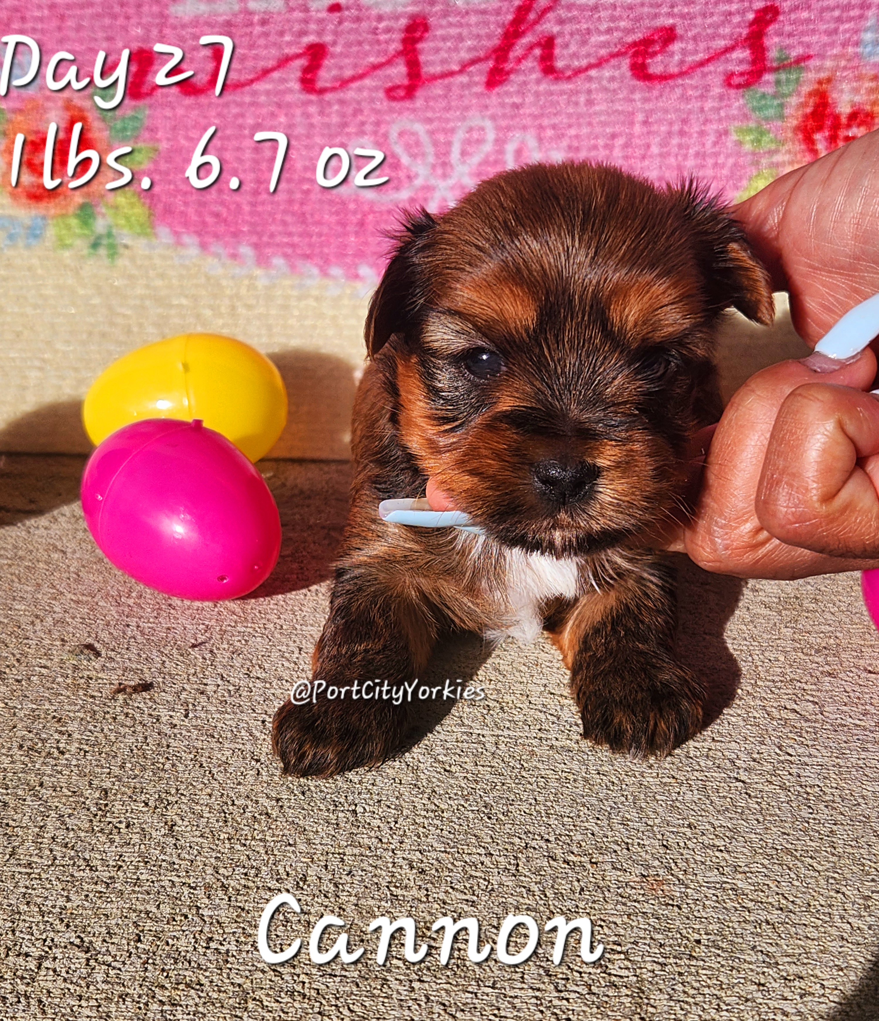 Yorkshire Terrier Puppies from Port City Yorkies LLC