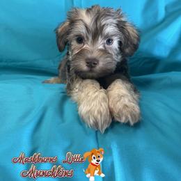 PEANUT - Brown male Schnoodle puppy in Pisgah, Alabama from Mashburns Little Munchkins