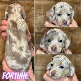 Fortune - Fawn (isabella) and cream female Dachshund puppy in Fond Du Lac, Wisconsin from Clucking Homestead Springers & Dachshunds