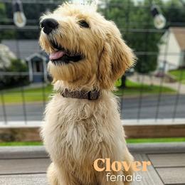 Clover - Apricot female Goldendoodle puppy in Ringgold, Georgia from Re Family Doodles