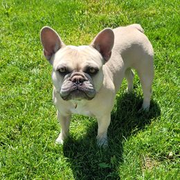 French Bulldogs from Shelby's French Bulldogs