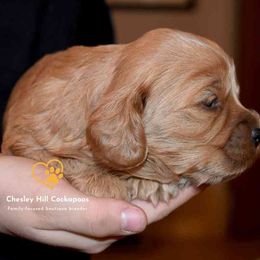 Cockapoo Puppies from Chesley Hill Cockapoos