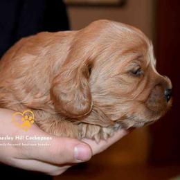 Cockapoo Puppies from Chesley Hill Cockapoos
