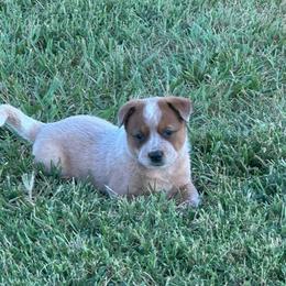 Girl 4 - Orange Collar - Red speckled female Australian Cattle Dog puppy in Nevada, Missouri from Back Road Dog Company, LLC