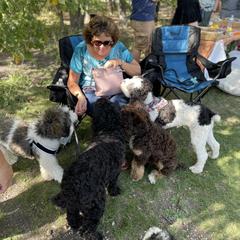 Springerdoodle All Grown Up from Just Doodling