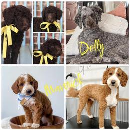 "Parents " Goldendoodle All Grown Up from Smoodles