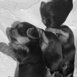 Yorkshire Terrier Puppies from K’s Yorkies