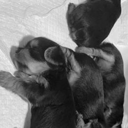Yorkshire Terrier Puppies from K’s Yorkies