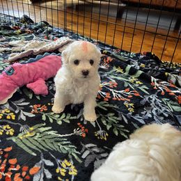 Orange - White female Bichon Frise puppy in Wilmington, North Carolina from Cape Fear Bichons