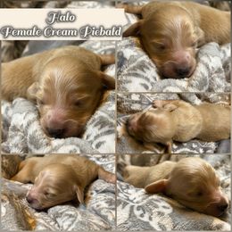 Halo - Cream female Dachshund puppy in Meadville, Pennsylvania from Four Seasons Dachshunds