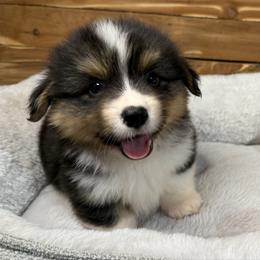 Frank- Fluffy - Black and tan male Pembroke Welsh Corgi puppy in Stillwater, Oklahoma from Steele Family Farms