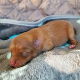 Oliver - Orange male Pomeranian puppy in Bellevue, Iowa from Fluffy Wonders Poms and Doodles