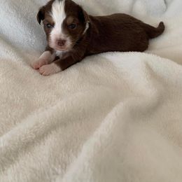 Toy Australian Shepherd Puppies from Pairadice puppies