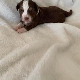 Toy Australian Shepherd Puppies from Pairadice puppies