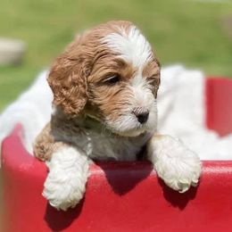 Goldendoodles from Mattero Doodles