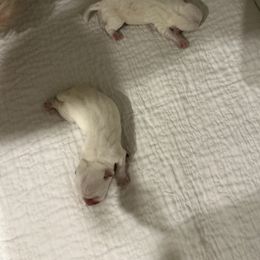 West Highland White Terrier puppies from Dixieland Westies