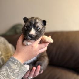 Pink - Sable and white female Siberian Husky puppy in Virginia Beach, Virginia from Fly Siberian