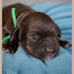 Jason - Sable male Cockapoo puppy in Connersville, Indiana from Deaz Doodle Ranch
