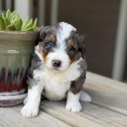 Bacon - Blue merle male Bernedoodle puppy in El Campo, Texas from Little Fur Friends Bernedoodles