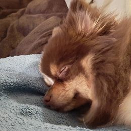 Companion Crosses and Pomeranians from Izzy Poms