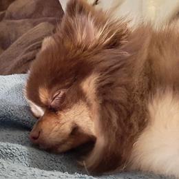 Companion Crosses and Pomeranians from Izzy Poms