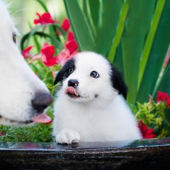 Border Collie and Maremma Sheepdog Puppies from 2J 2K Border Collies & Maremma Sheepdogs