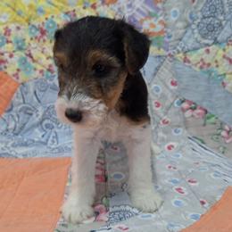 Andrew - White black and tan male Wire Fox Terrier puppy in Lancaster, Missouri from Missouri Meadows Farm