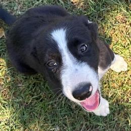 Boy 449 - Black and white male Border Collie puppy in Temecula, California from West Coast Border Collies