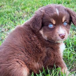 Chuck - Red tri male Miniature Australian Shepherd puppy in Smithville, Arkansas from Cooper Creek Aussies