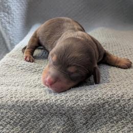 Bud - Chocolate and tan male Dachshund puppy in Indianapolis, Indiana from Englehaus Dachshunds