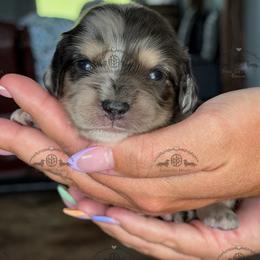 Mr. Red-4600 - Dapple male Dachshund puppy in Ocala/Gainesville, Florida from From the Heart Doxies
