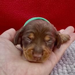 REESES (green) - Chocolate and tan female Dachshund puppy in Vero Beach, Florida from Joseph’s Dachshunds