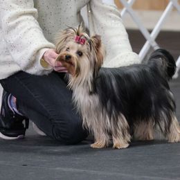 Lacie - Yorkshire Terrier