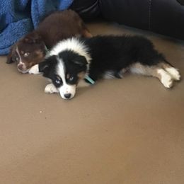 Australian Shepherd and Treeing Walker Coonhound Puppies from Bluegrass BET Aussie’s