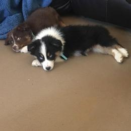 Australian Shepherd and Treeing Walker Coonhound Puppies from Bluegrass BET Aussie’s