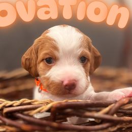 Ovation - Brittany puppy from Sandridge Brittanys