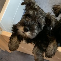 Miniature Schnauzer Puppies from Lindow Schnauzers