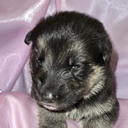 Shiloh Shepherd Puppies from Heritage Shilohs