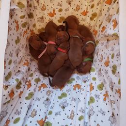 Dogue de Bordeaux Puppies from The Butcher’s Dog/ Le Chien du Boucher