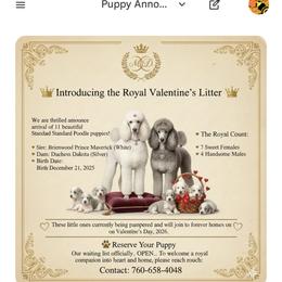 Elo - Black female Poodle puppy in Hesperia, California from Whitesock Standard Poodles