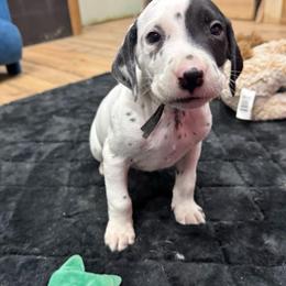 Dalmatian, Poodle, and Rhodesian Ridgeback Puppies from Ruffles, Ridges, & Spots!