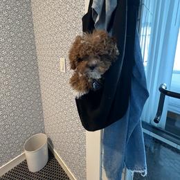 Bernedoodle, Cavapoo, Havanese, and Havapoo Puppies from Lady Paws Puppies - Cassie