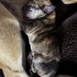 Chihuahua Puppies from Nine Mile Farms
