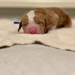 Bruno (Blue Collar) - Red male Bernedoodle puppy in Stanwood, Washington from Butter Cup Pups and Paws
