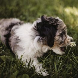 Aussiedoodle Puppies from Olive Tree Mini Aussiedoodles