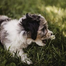 Aussiedoodle Puppies from Olive Tree Mini Aussiedoodles