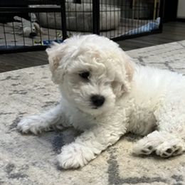 Bichon Frises from Badook Bichons
